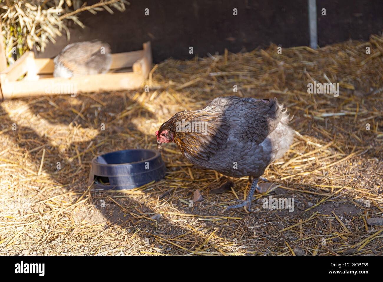 Araucana (or Mapuche): ornamental blue-egg hen Stock Photo