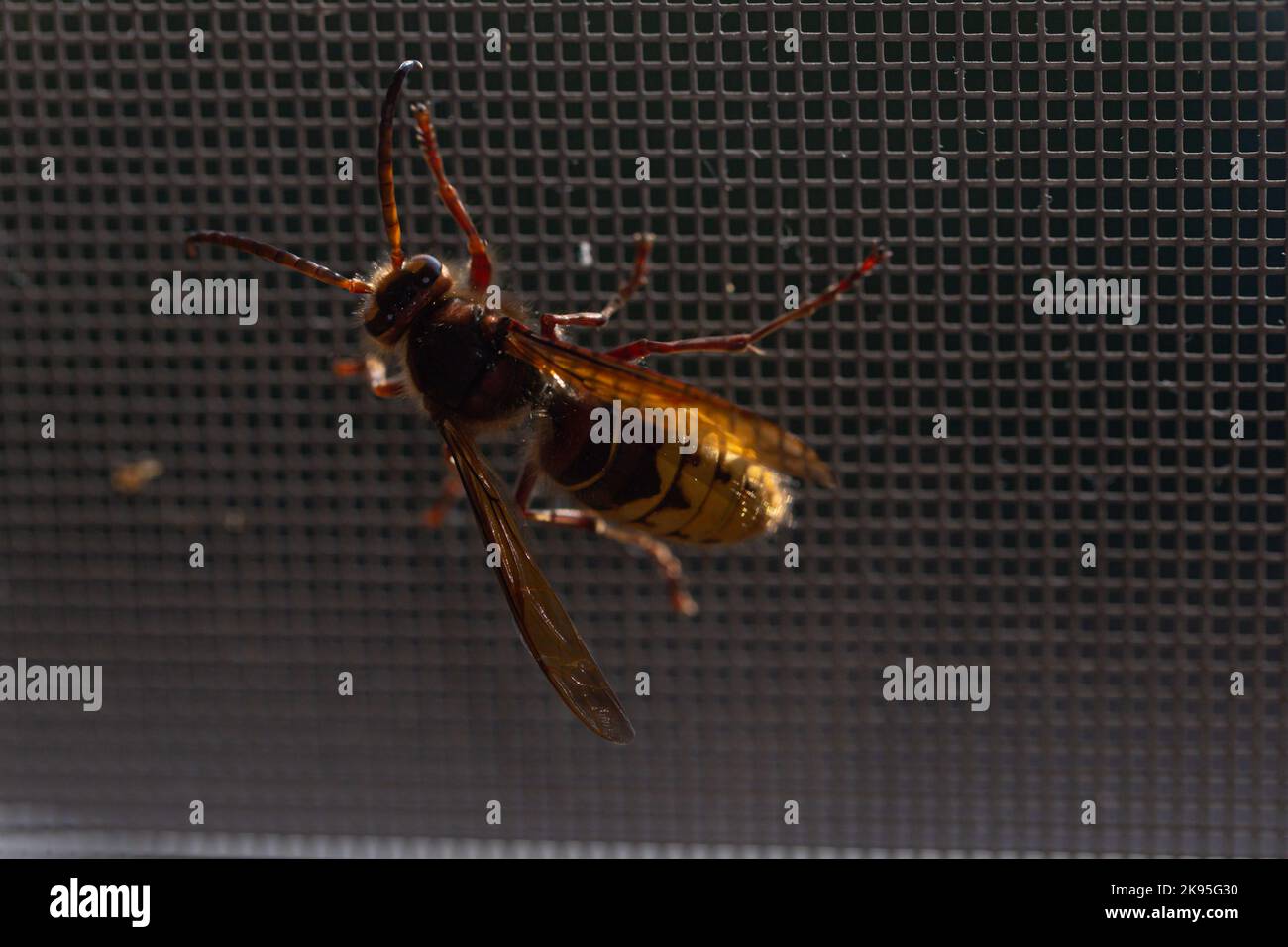 Close-up view of Asian hornet (Vespa velutina) on a window screen net Stock Photo