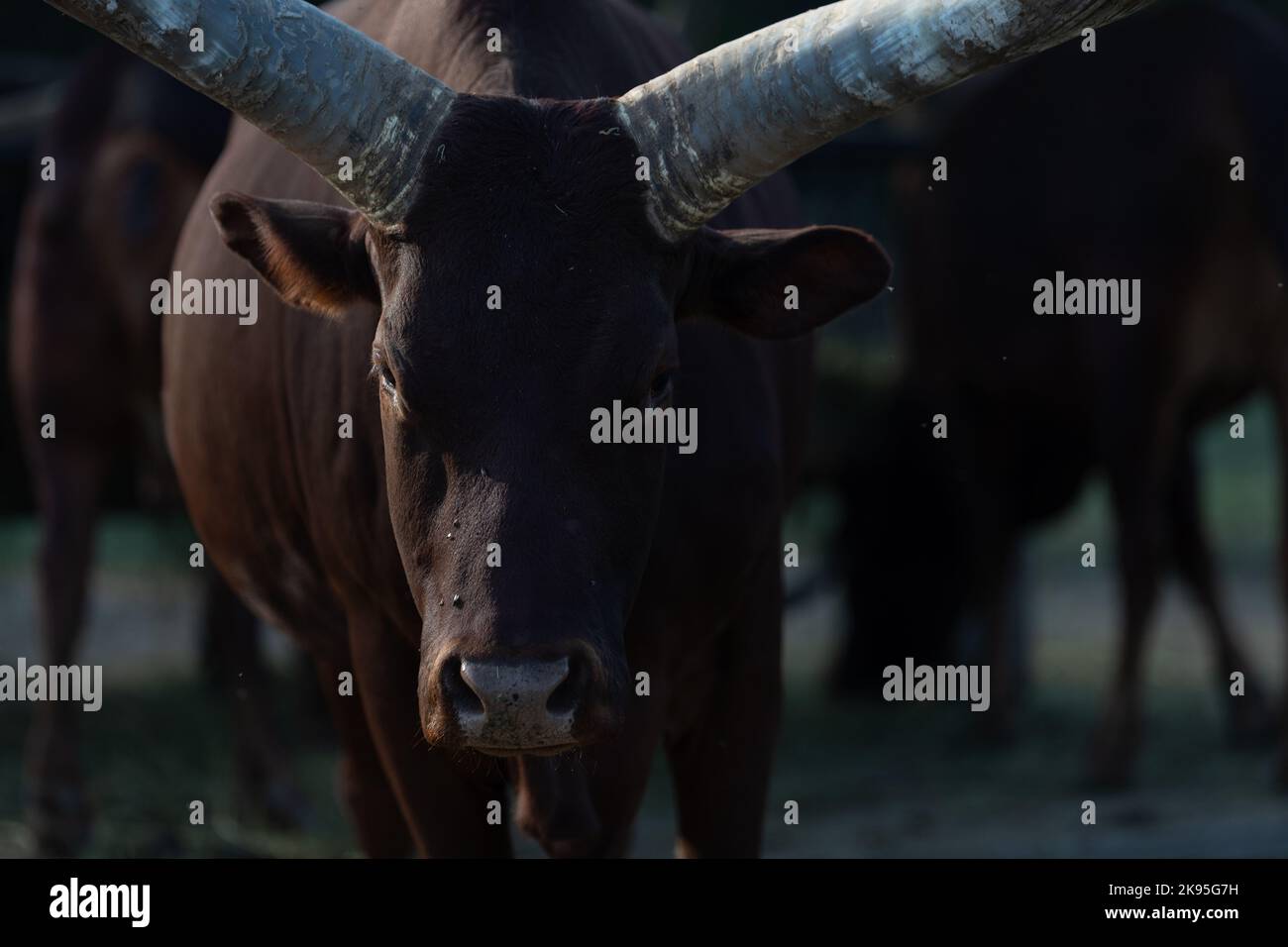 Ankole Watusi, cattle with very large horns Stock Photo