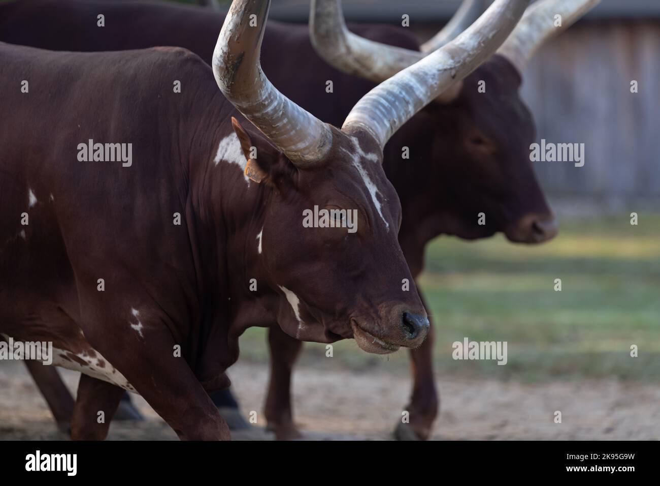 Ankole Watusi, cattle with very large horns Stock Photo