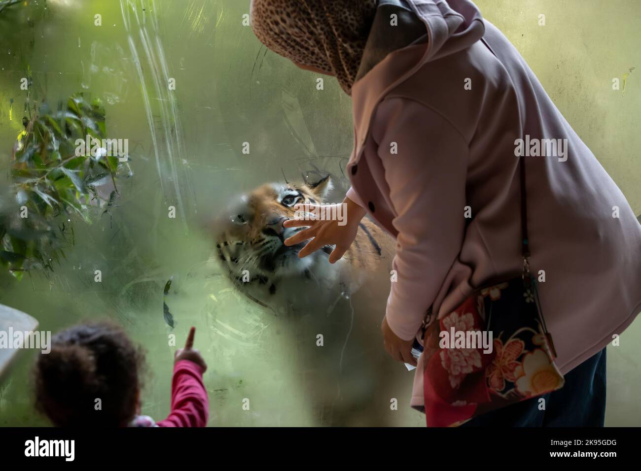 Woman touches the glass that separates her from the tiger, woman with