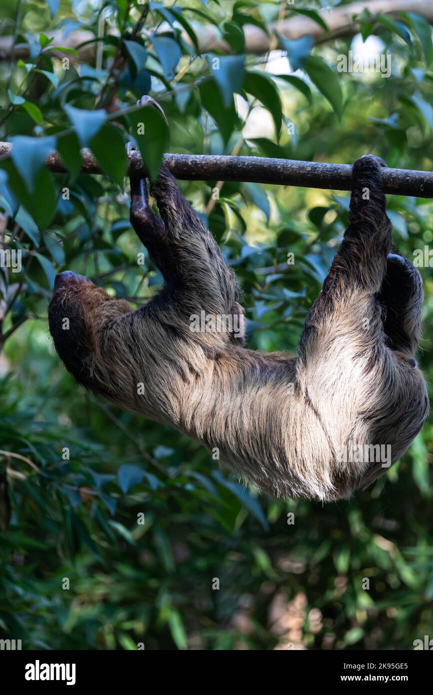 three-fingered sloths  hanging on tree branch Stock Photo