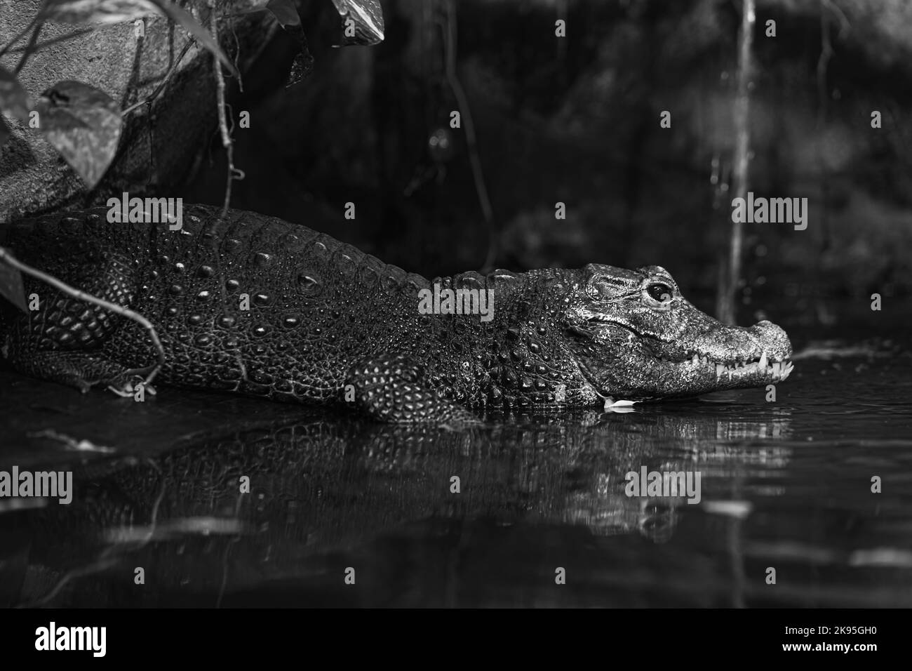 Osteolaemus tetraspis, black and white Dwarf crocodile Stock Photo