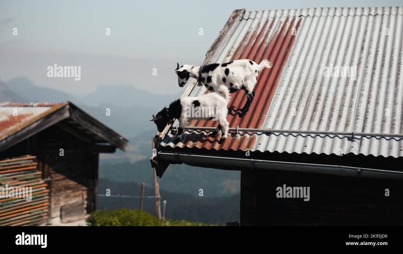 Goats to graze in Spring Grove Cemetery