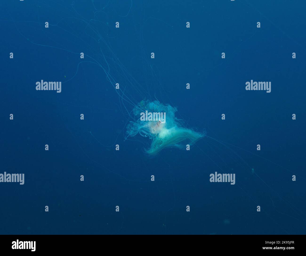 A closeup of a jellyfish under the water Stock Photo - Alamy