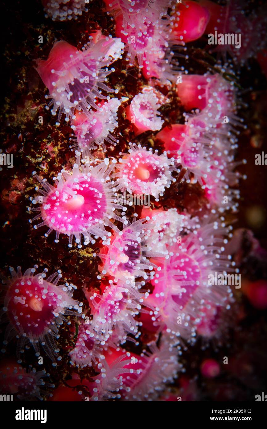A vertical shot of a semi-transparent strawberry anemone attached to rocks Stock Photo