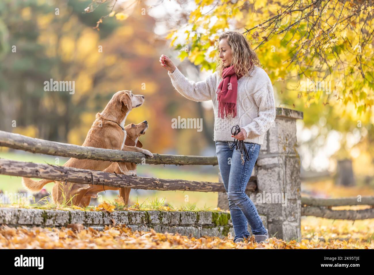 A dog trainer gives treats to two dogs for obeying commands. Stock Photo