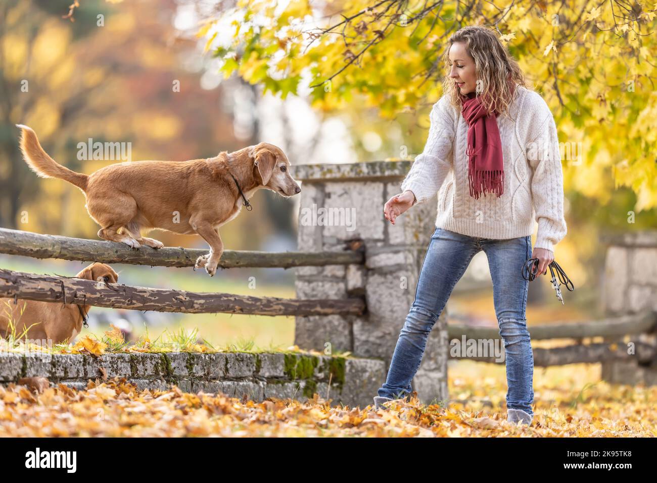 A dog trainer commands two dogs to jump over wooden barriers in nature. Stock Photo