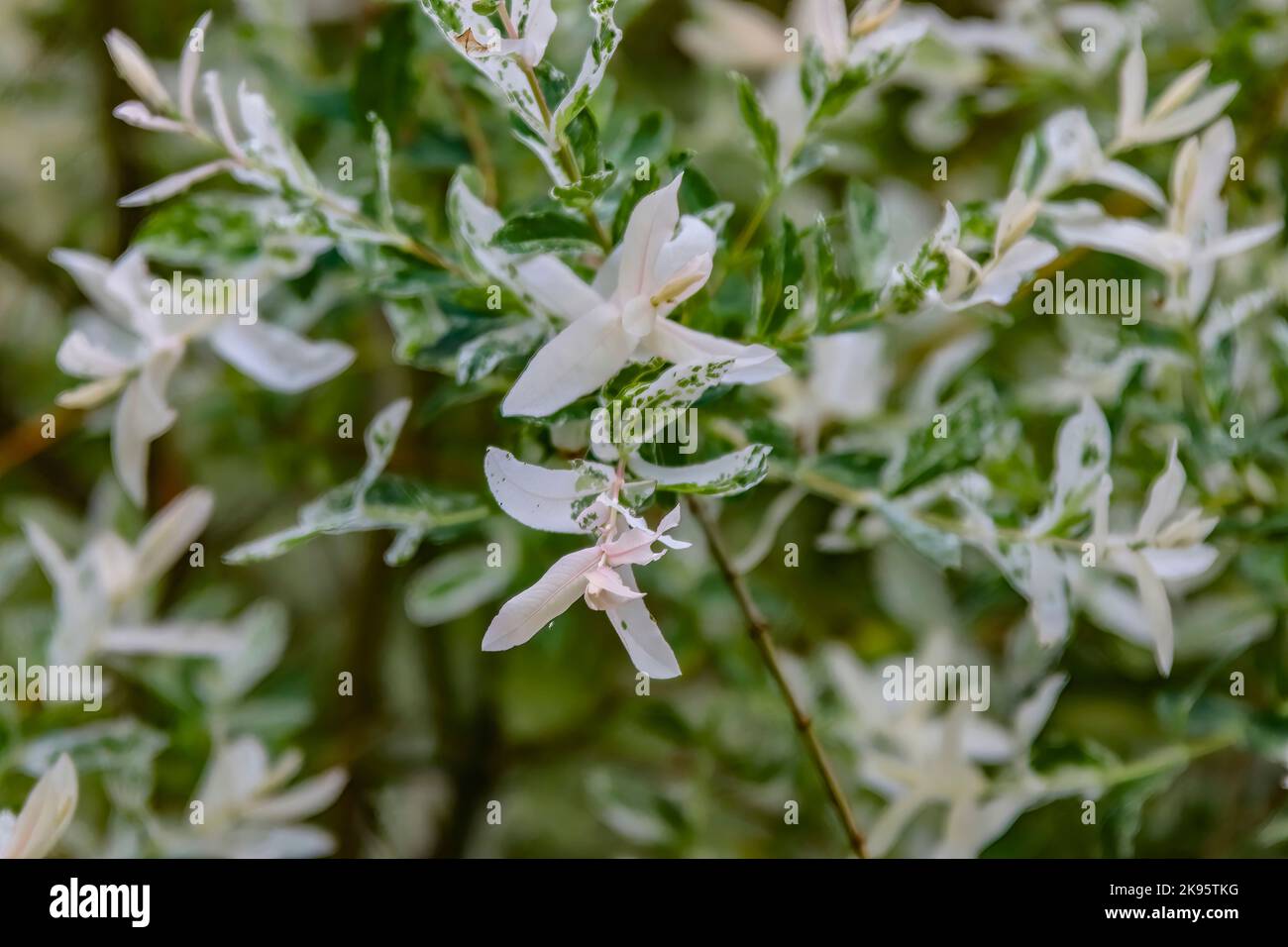 A closeup shot of Salix integra plant flowers with green leaves and white petals Stock Photo