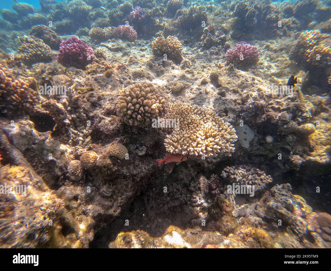 Underwater panoramic view of coral reef with tropical fish, seaweeds and corals at the Red Sea, Egypt. Stylophora pistillata, Lobophyllia hemprichii, Stock Photo