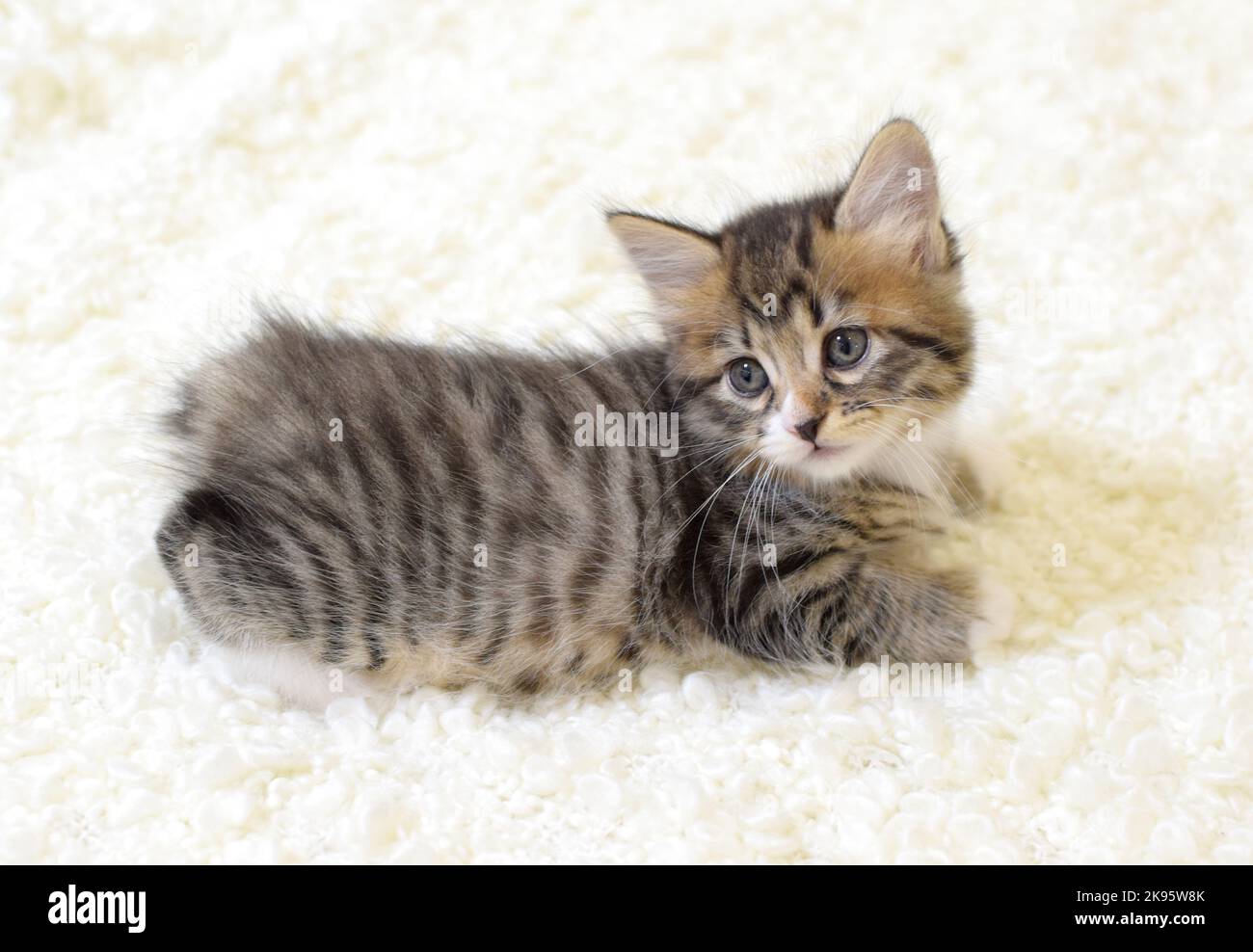 A small cute kitten of the Kuril Bobtail breed lies on a white fluffy