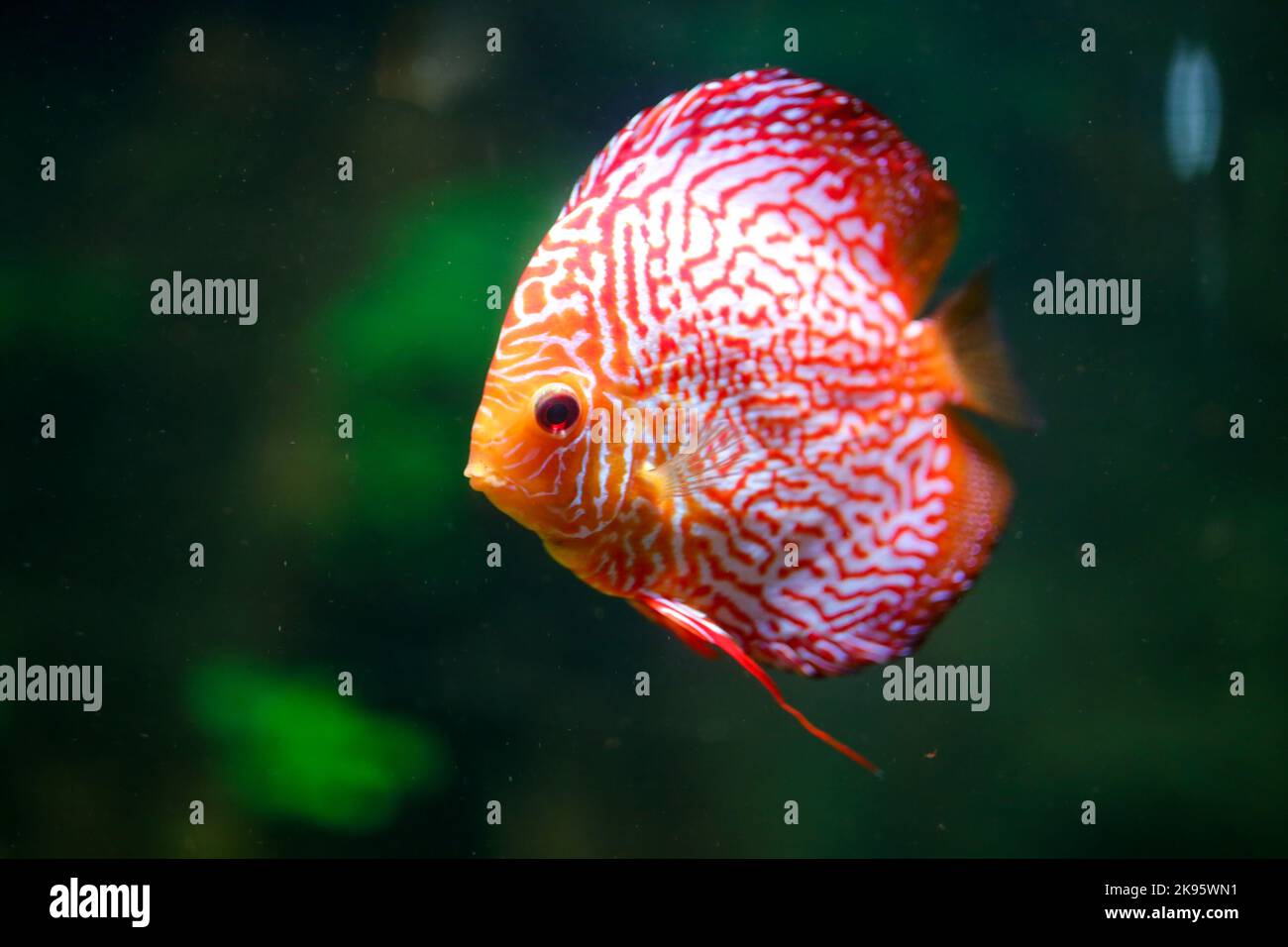 A closeup shot of a Red Discus fish under water with green background Stock Photo