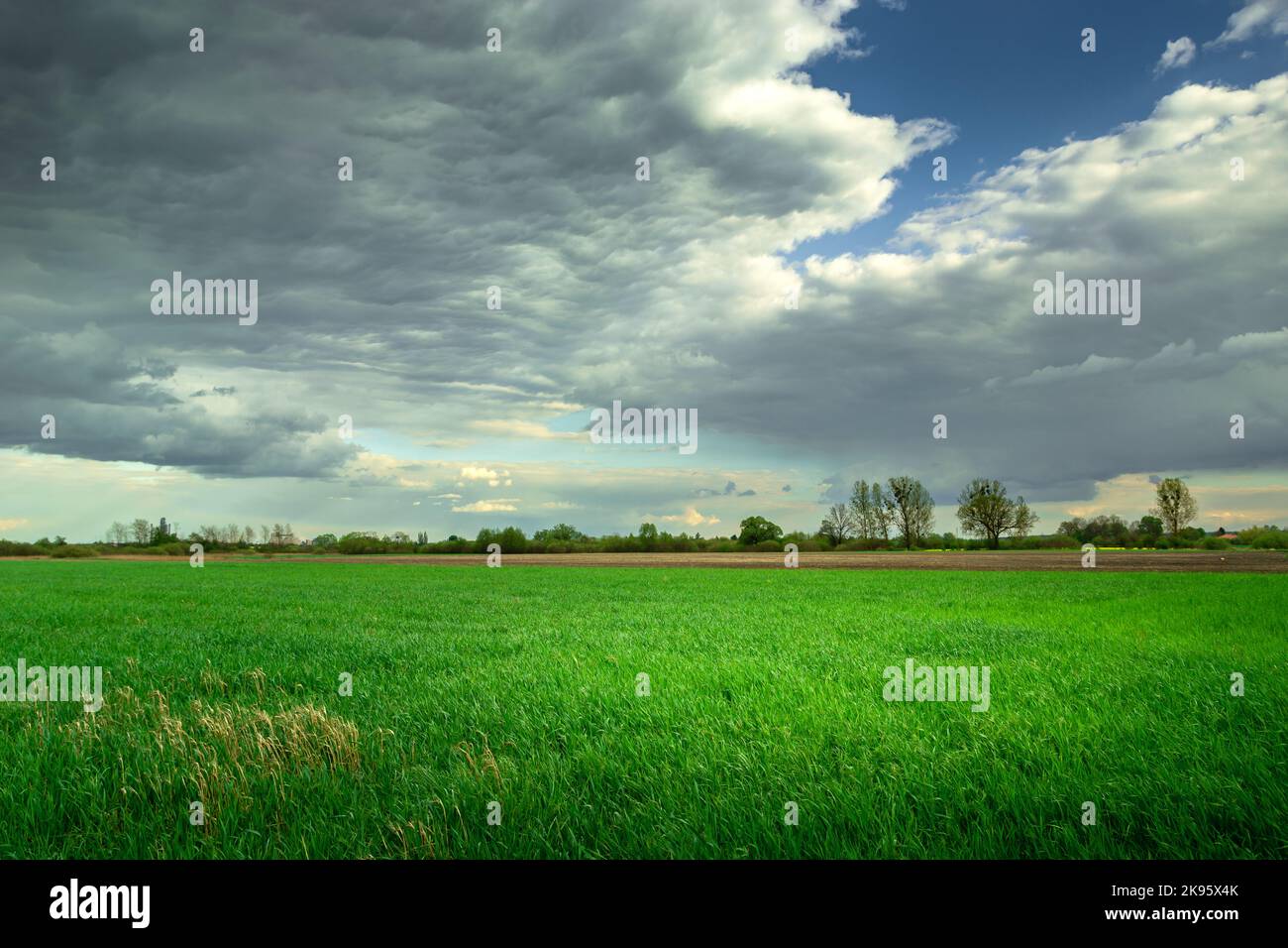 Green rural field and clouds on the sky Stock Photo