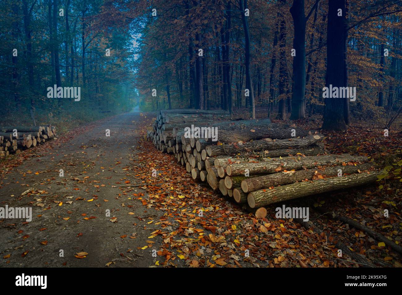 Wood storage by the road in the autumn forest Stock Photo Alamy