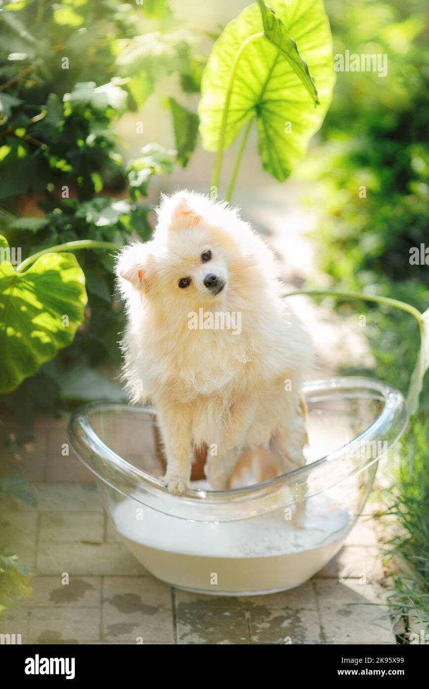 Fluffy pomeranian breed dog in a bathtube Stock Photo