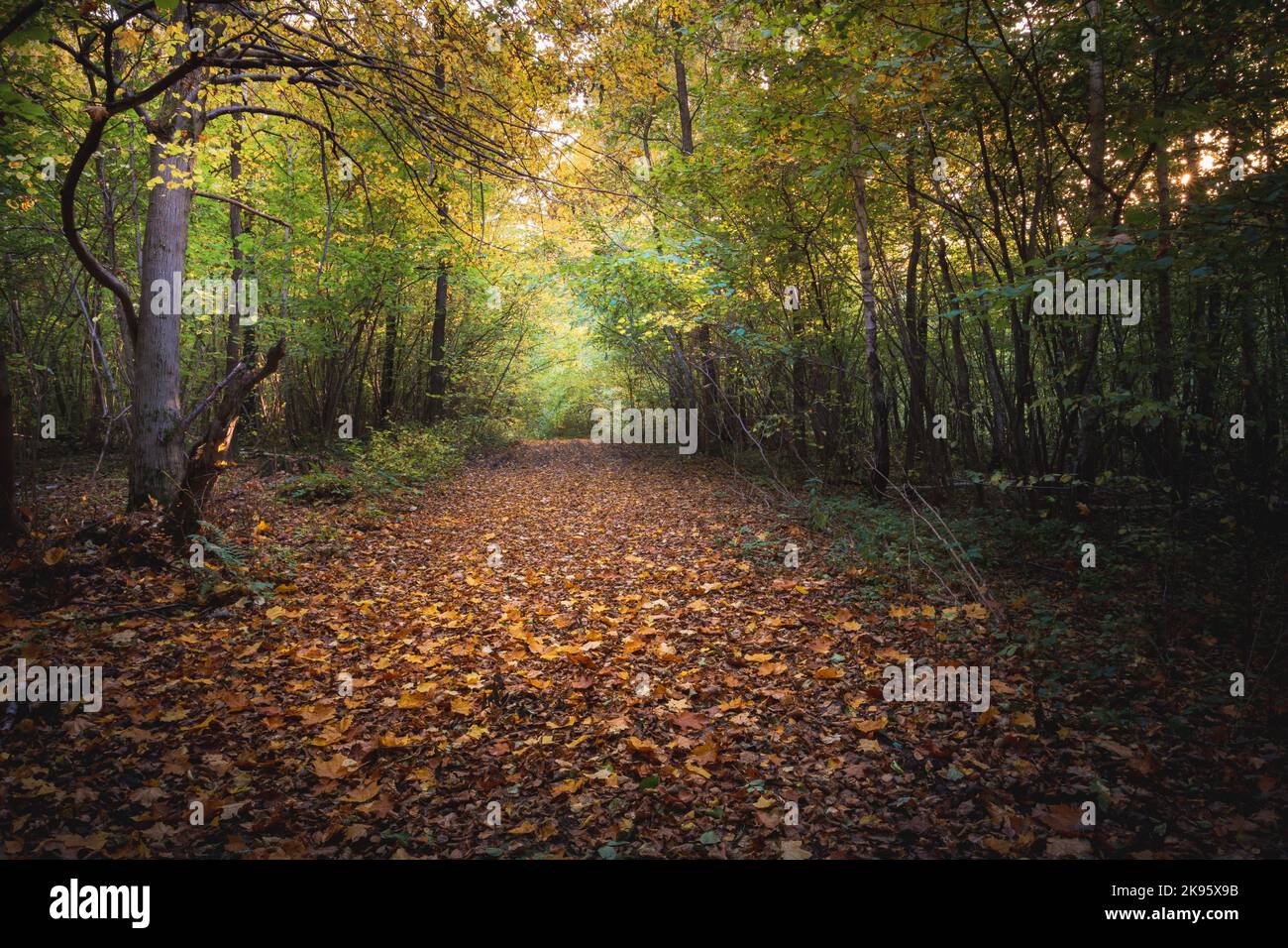 Leafy road in a moody autumn forest Stock Photo