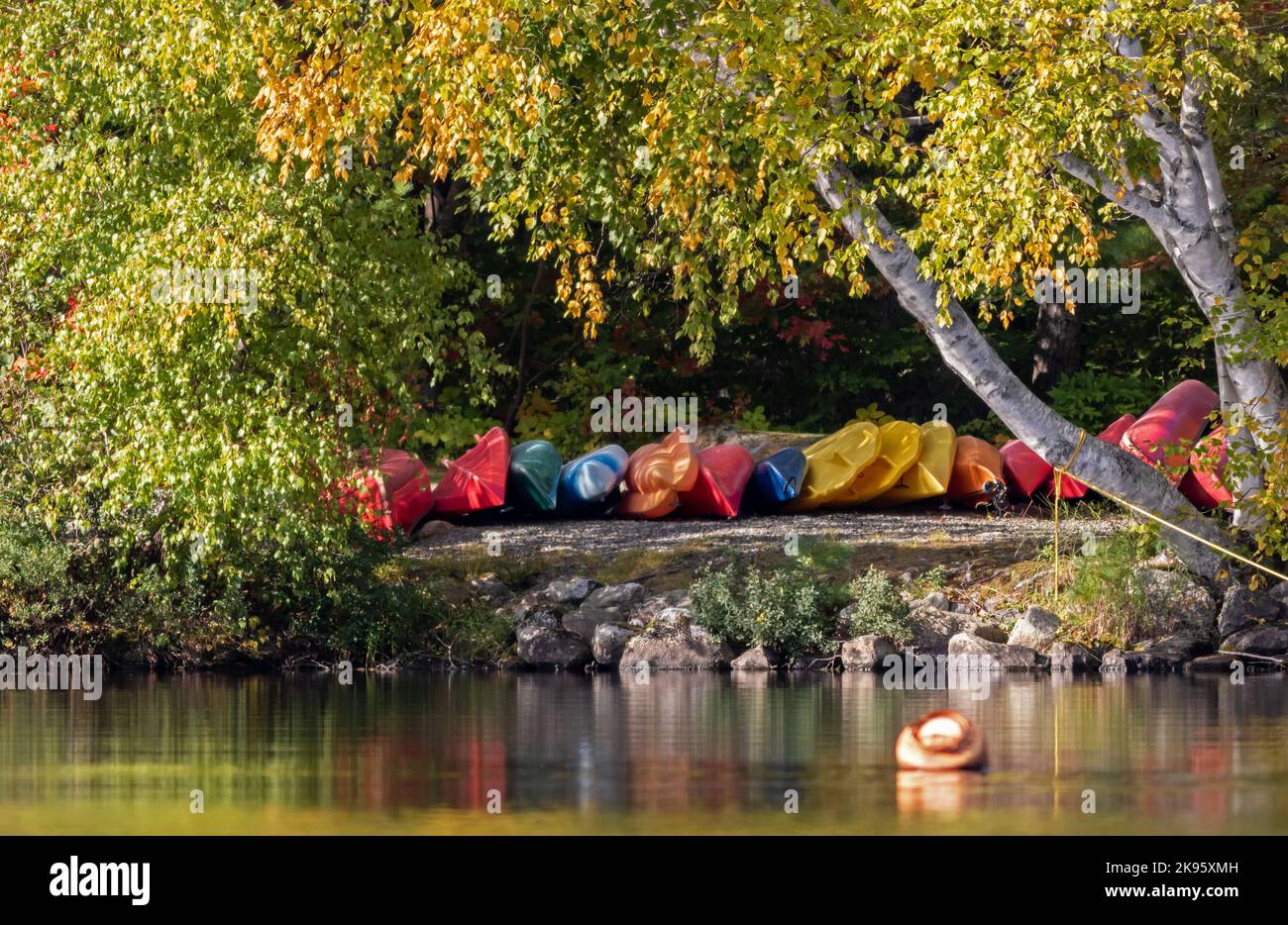 Colorful kayaks rest near a sweeping birch tress waiting for adventure on a calm morning Stock Photo