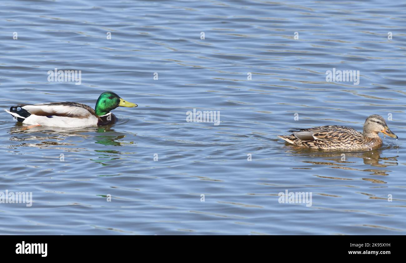 A male mallard (Anas platyrhynchos) paddles behind a female. Rutland Water. Rutland, UK. Stock Photo