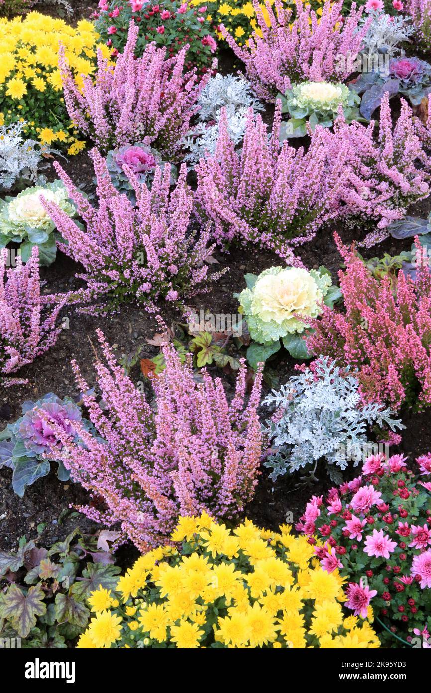 Massif de chrysanthèmes et de bruyères. Toussaint. Saint-Gervais-les-Bains. Haute-Savoie. Auvergne-Rhône-Alpes. France. Europe. Stock Photo