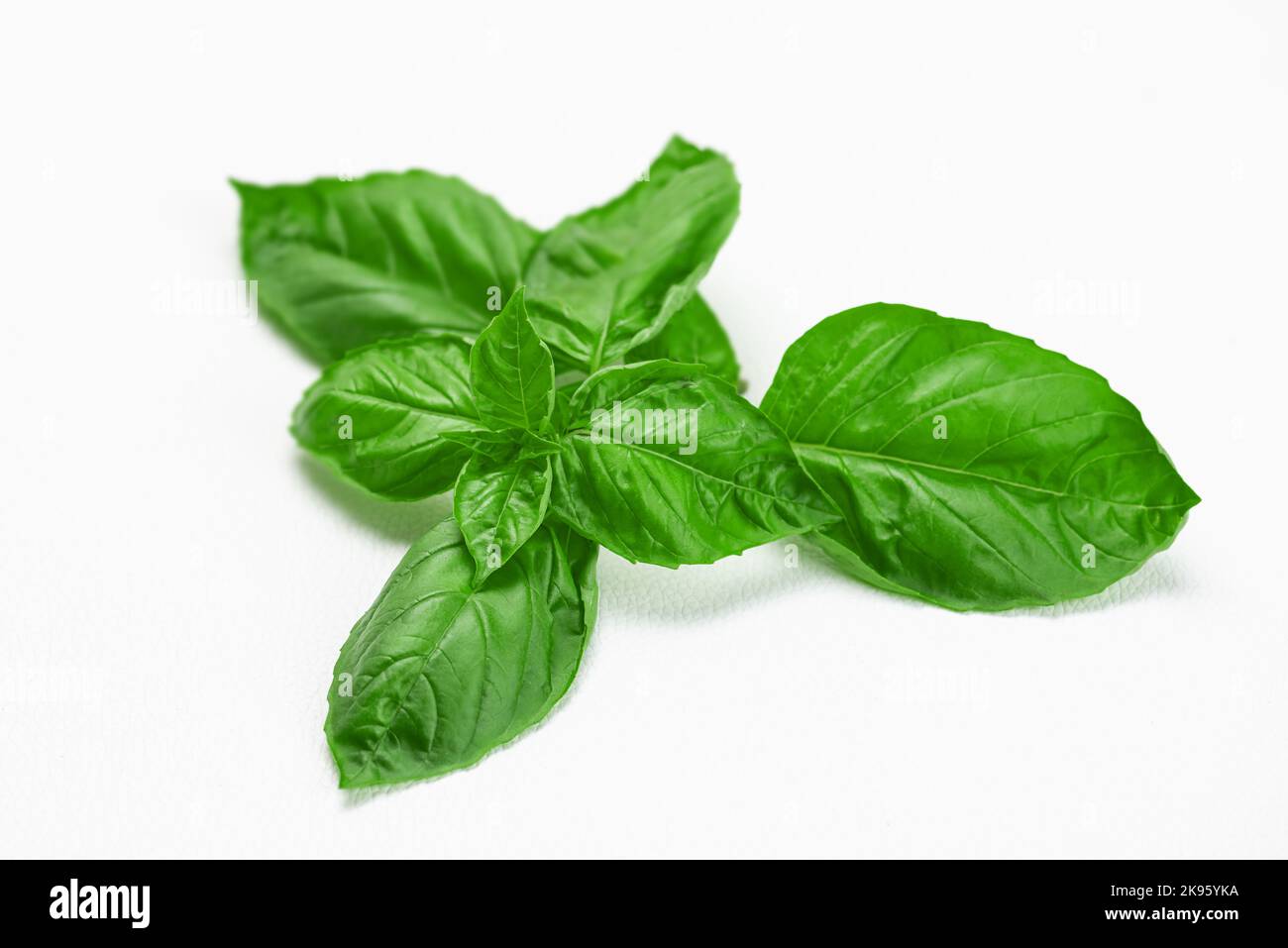 Sweet basil plant cutting green on white background close up Stock Photo