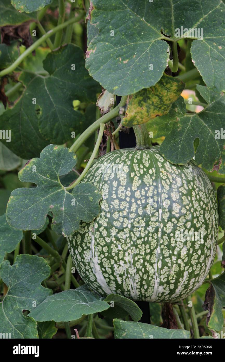 Edible gourd hires stock photography and images Alamy