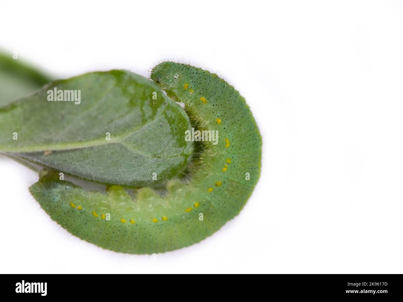 A closeup of green caterpillar on a leaf isolated in white background Stock Photo