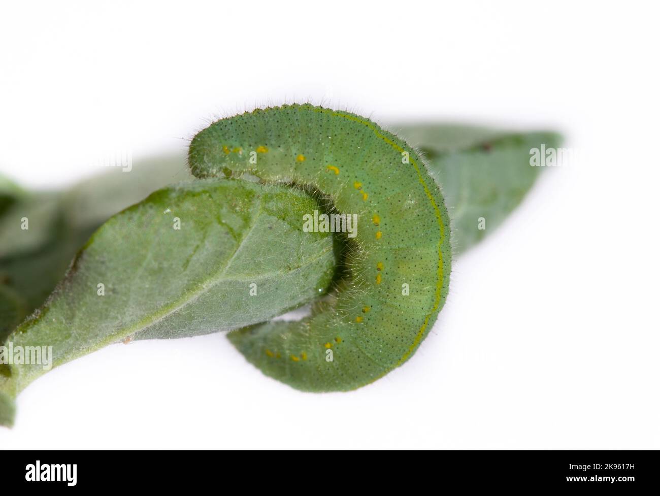 A closeup of green caterpillar on a leaf isolated in white background ...