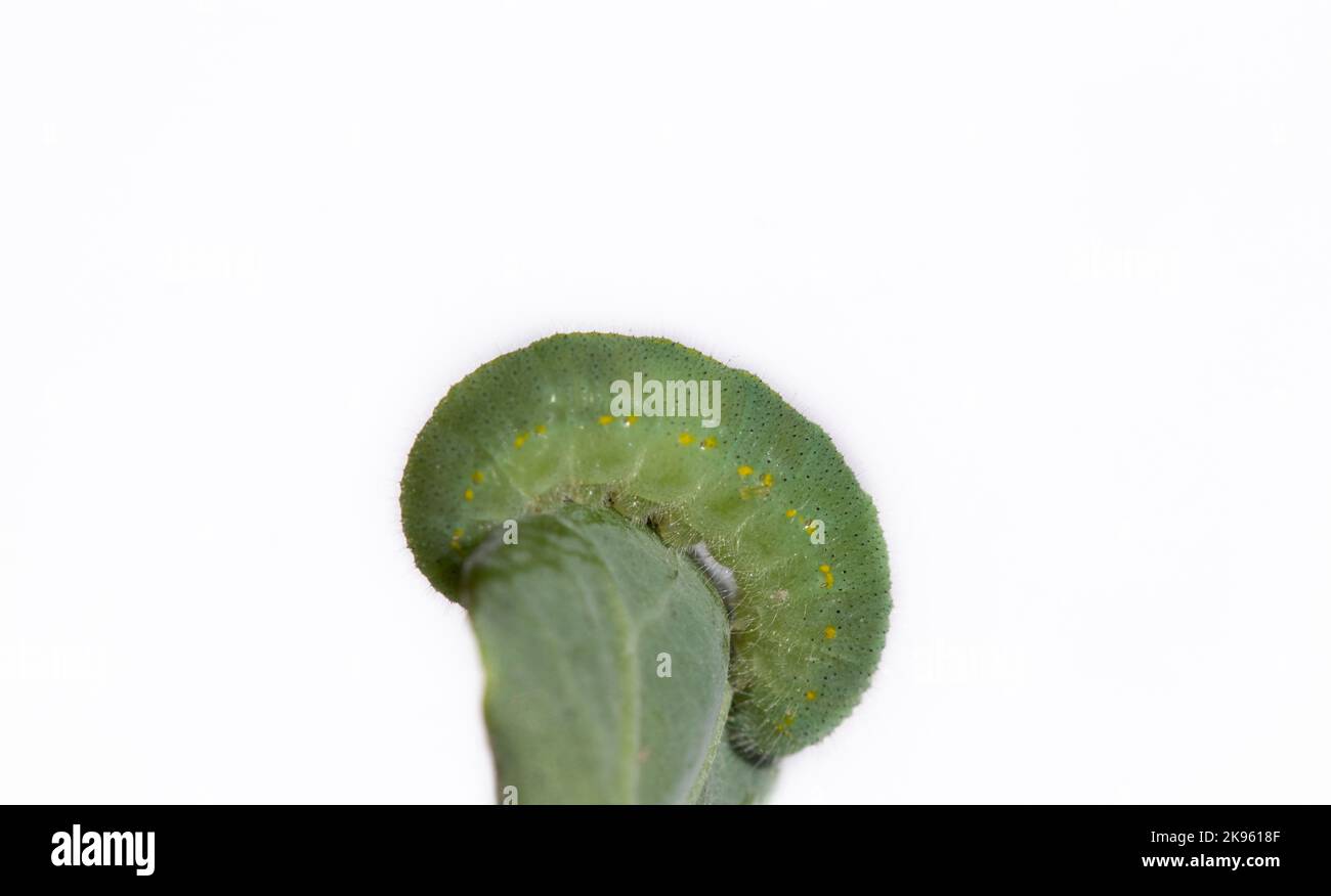 A closeup of green caterpillar on a leaf isolated in white background ...