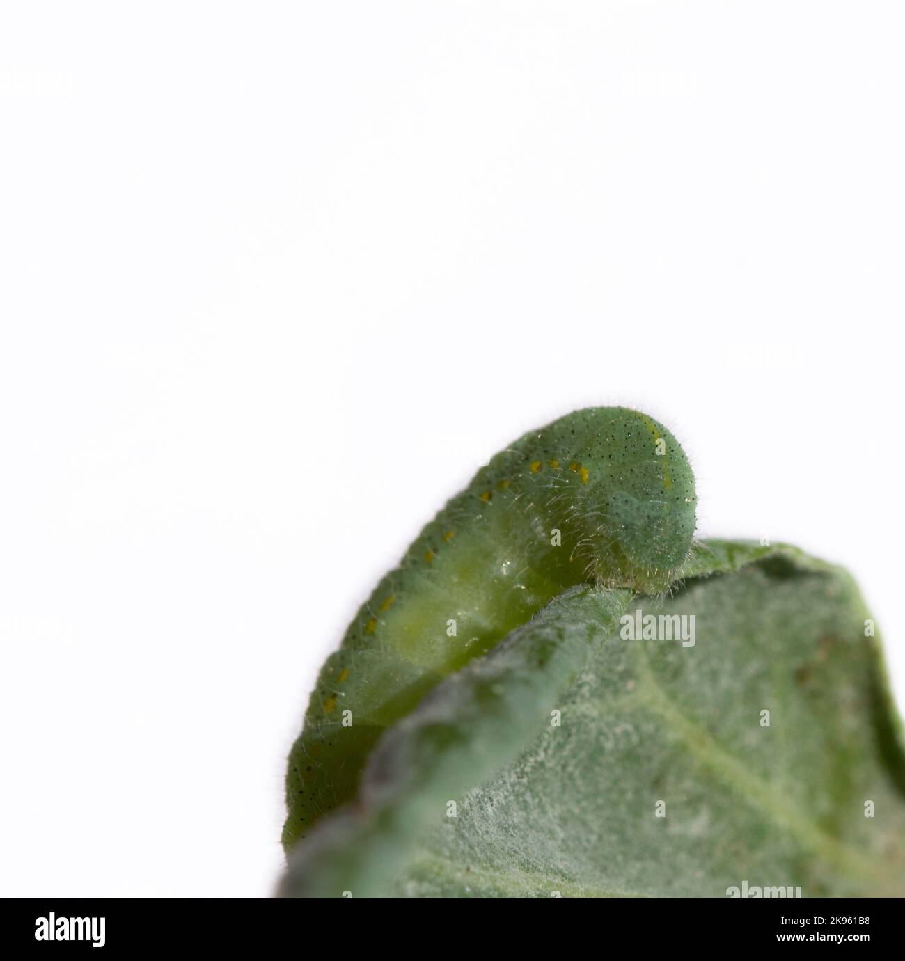A closeup of green caterpillar on a leaf isolated in white background Stock Photo
