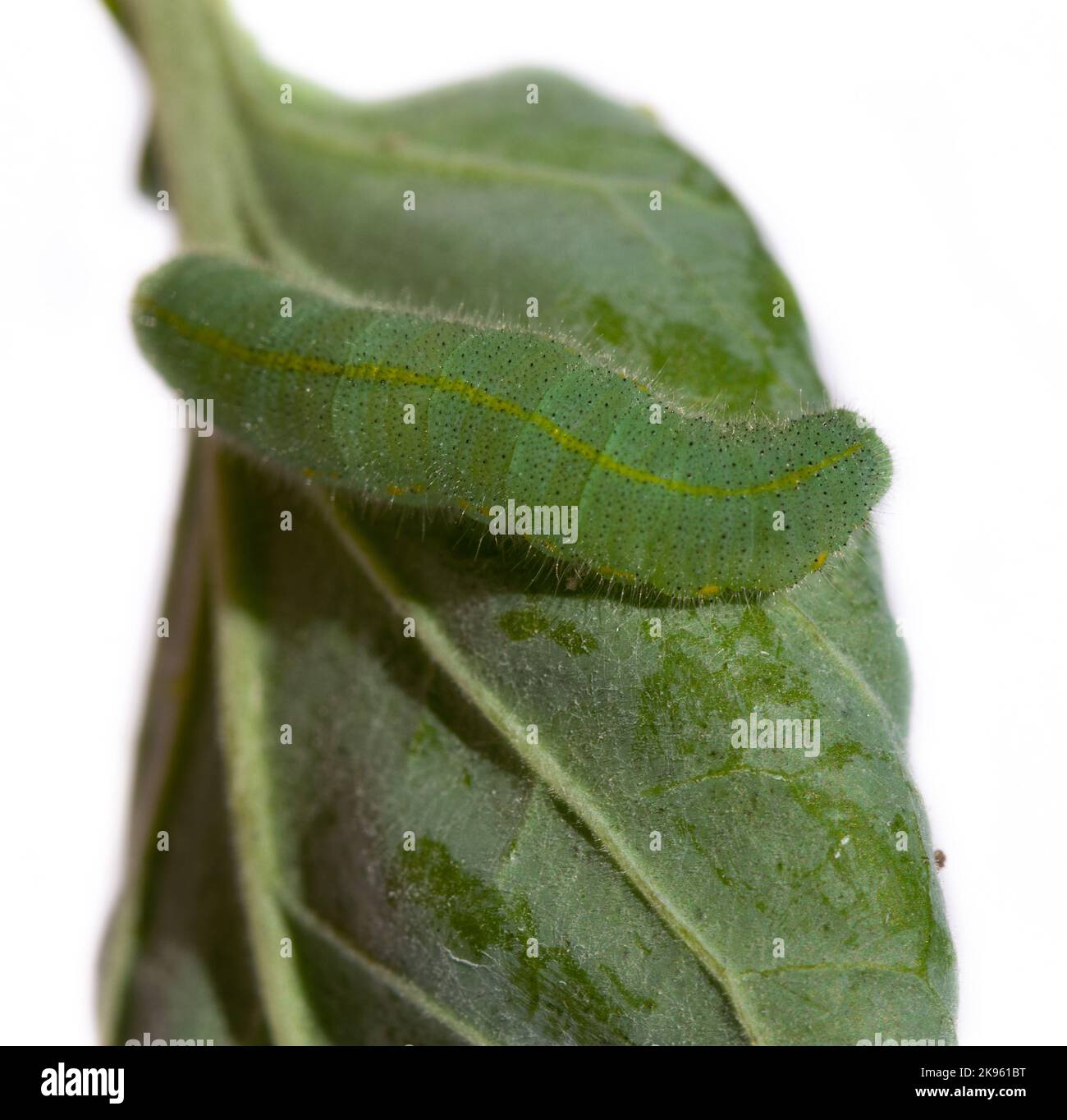 A closeup of green caterpillar on a leaf isolated in white background ...