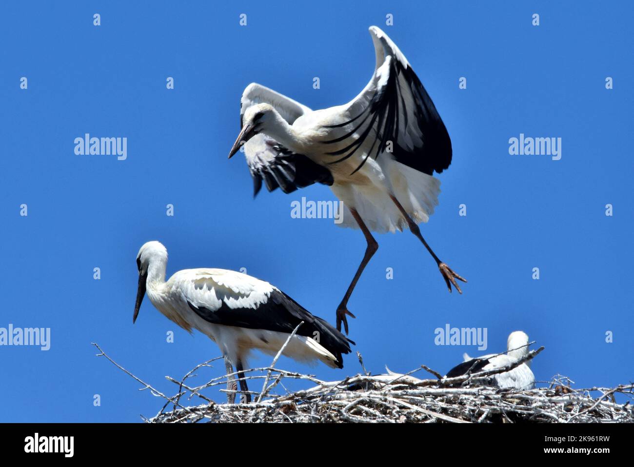 A view of storks perching on nest in background of sky Stock Photo