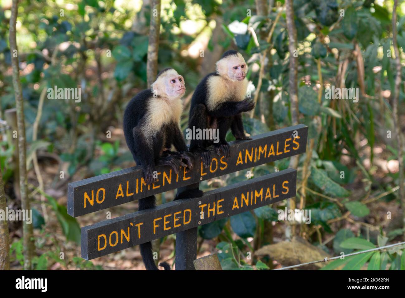 Dont feed the monkeys hires stock photography and images Alamy