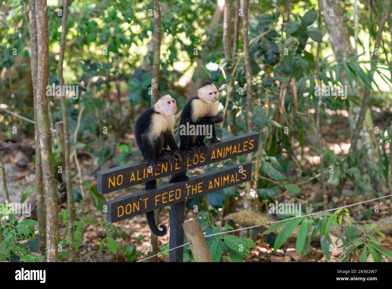 Two young Capuchin Monkeys sitting on the "DON'T FEED THE ANIMALS