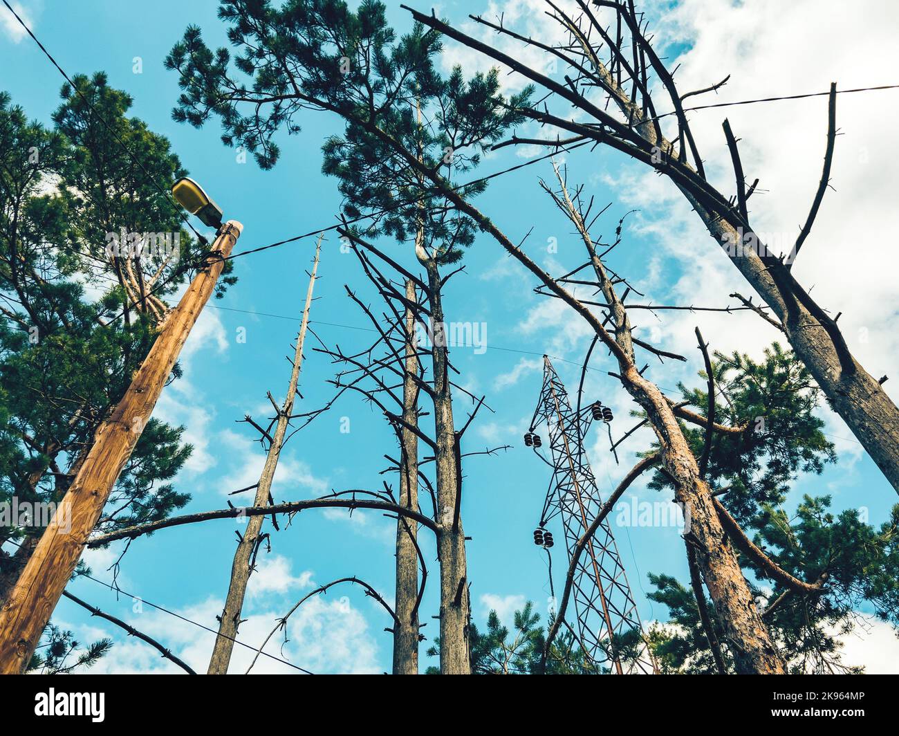 A low angle shot of tall pine trees in a forest in countryside in sunny ...