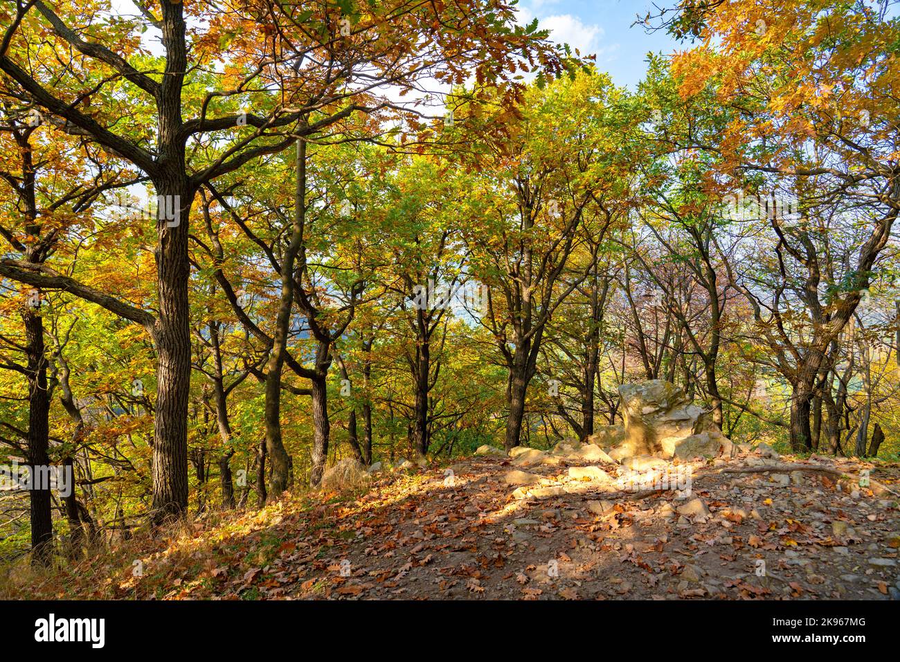 golden yellow autumn tree background in pilis mountains on hungarian walking trail Stock Photo