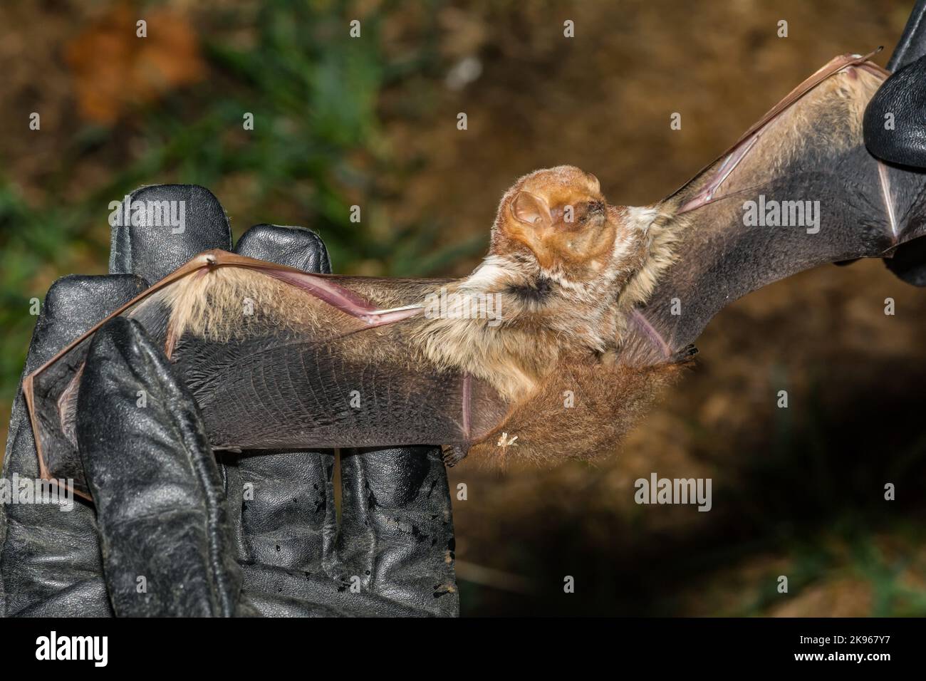Eastern Red Bat Lasiurus borealis Stock Photo Alamy