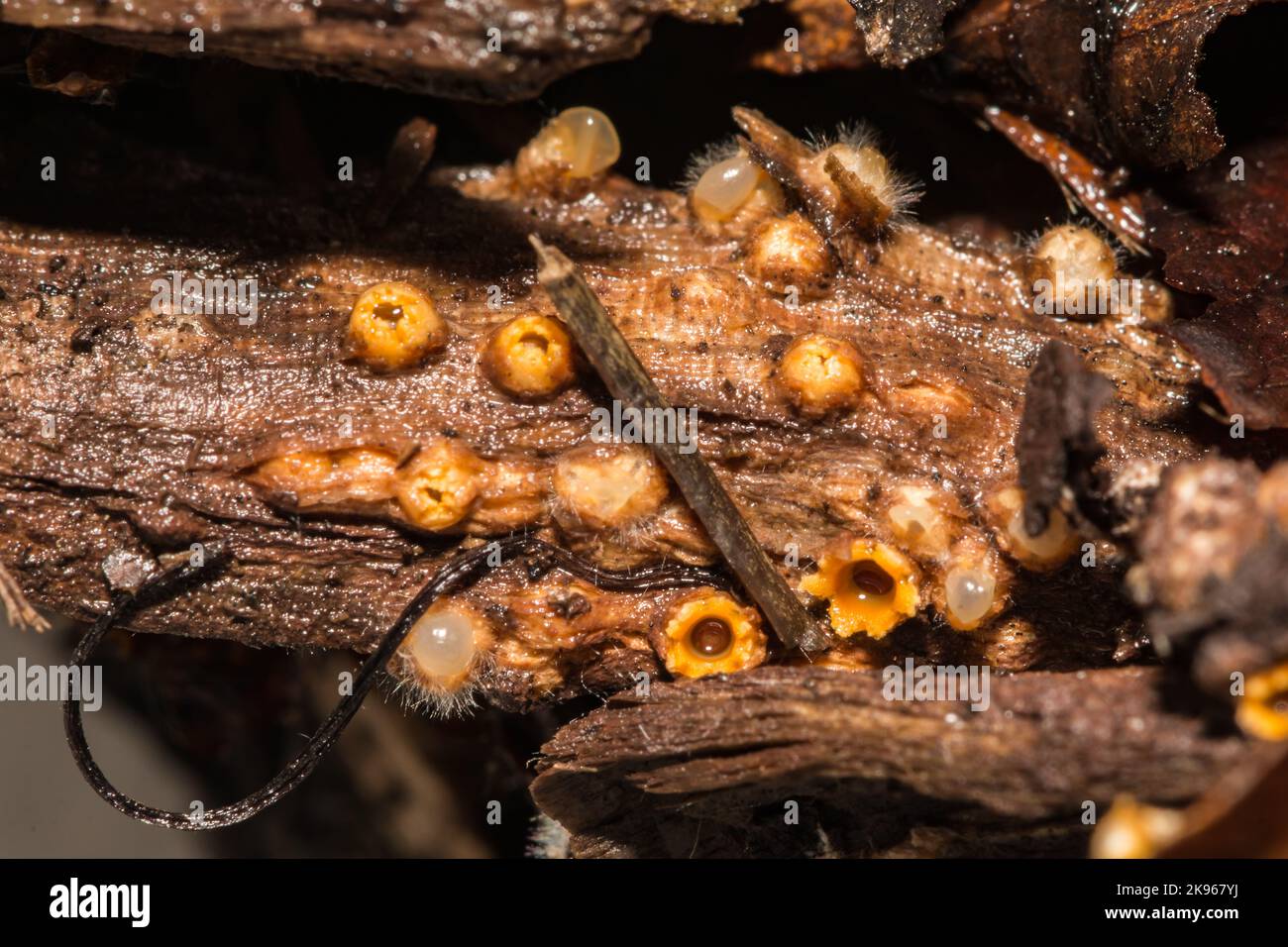 Artillery Fungus - Sphaerobolus stellatus Stock Photo