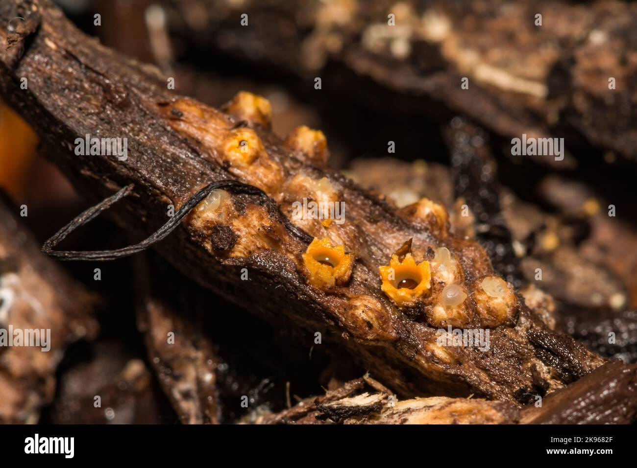 Artillery Fungus - Sphaerobolus stellatus Stock Photo