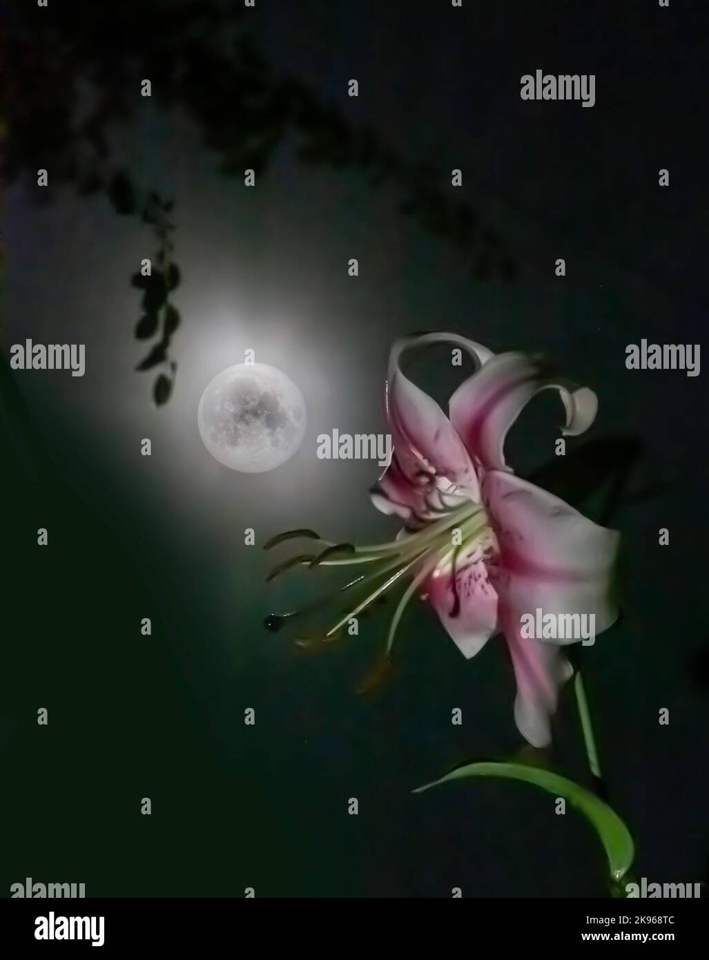 Pale pink lily blooms under a full moon Stock Photo