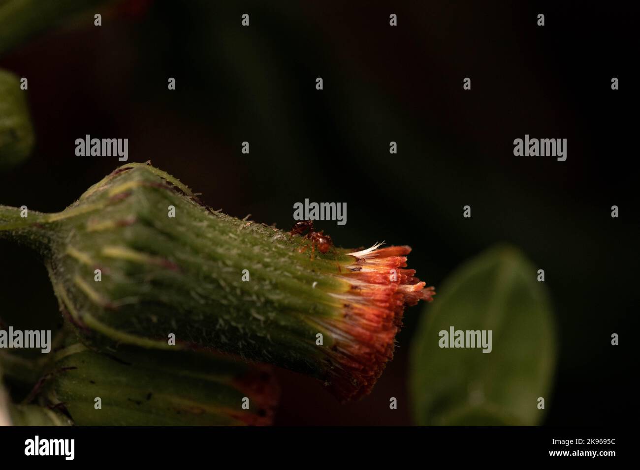 A closeup shot of a flower bud on blurry background Stock Photo