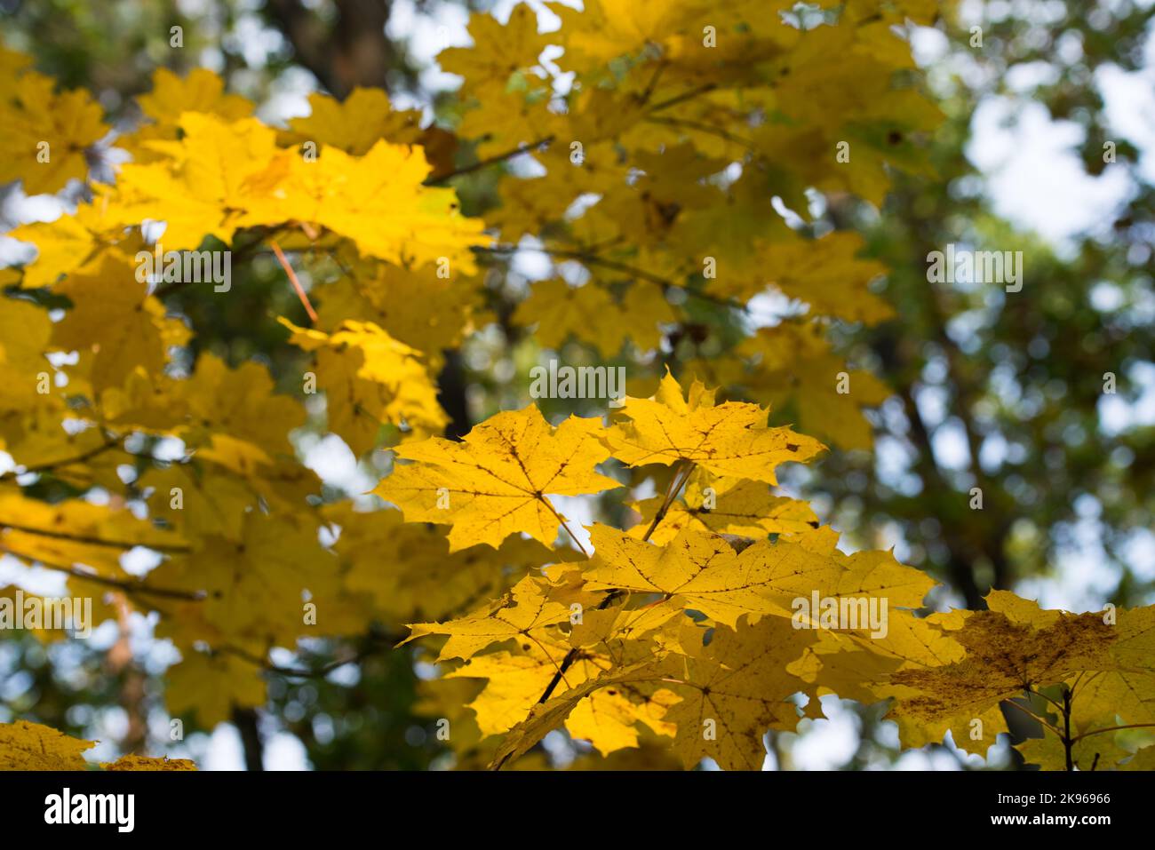 yellow maple tree fall leaves on branch selective focus Stock Photo