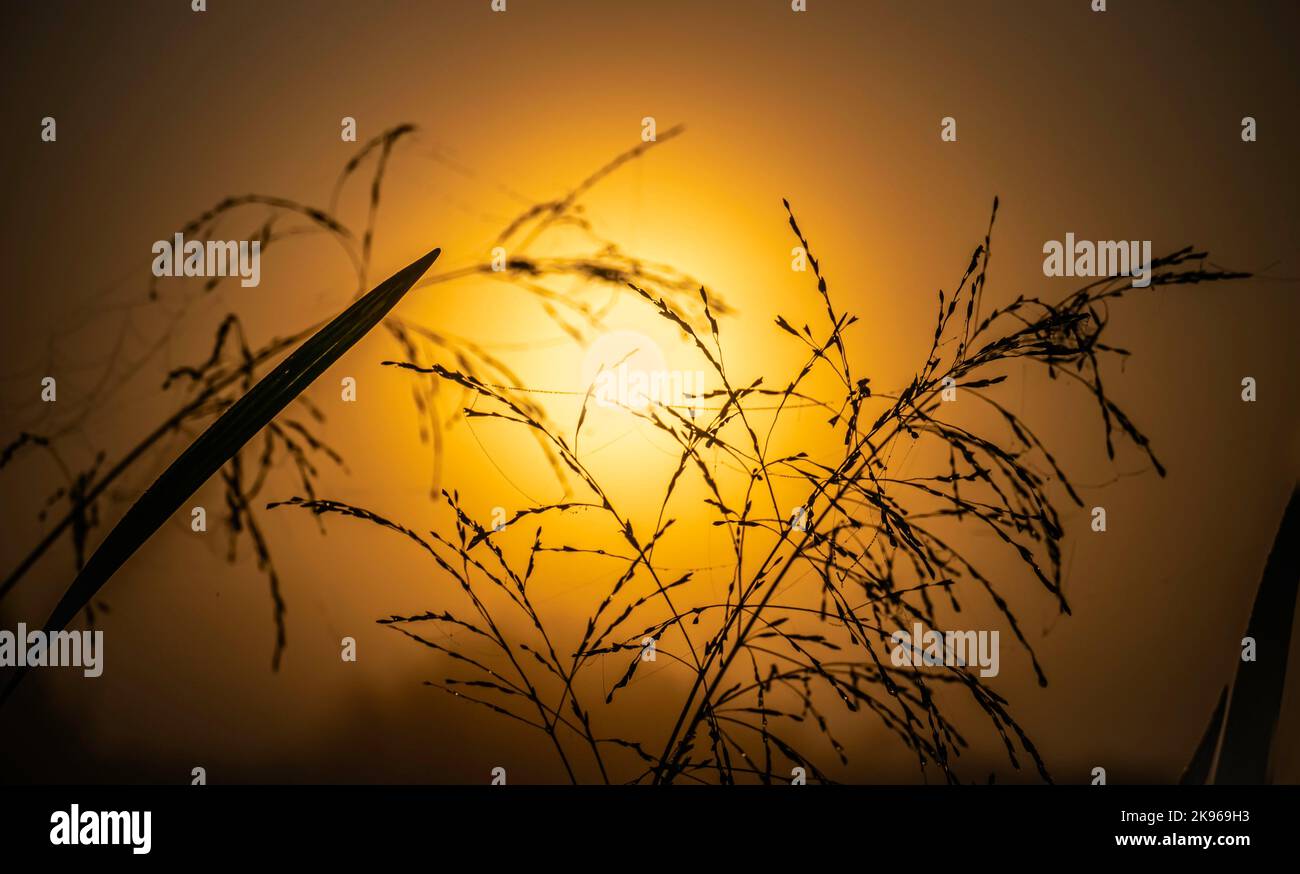 Lakeside grass silhouettes with dew drops against the background of the rising sun Stock Photo