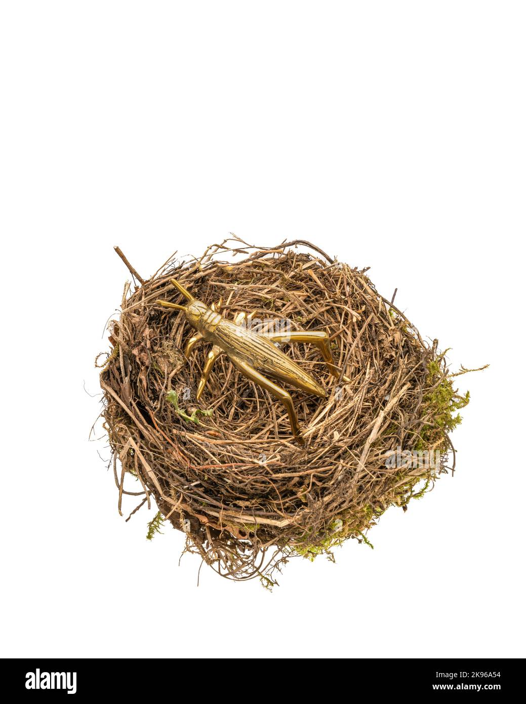 Birds nest with nesting grasshopper Stock Photo
