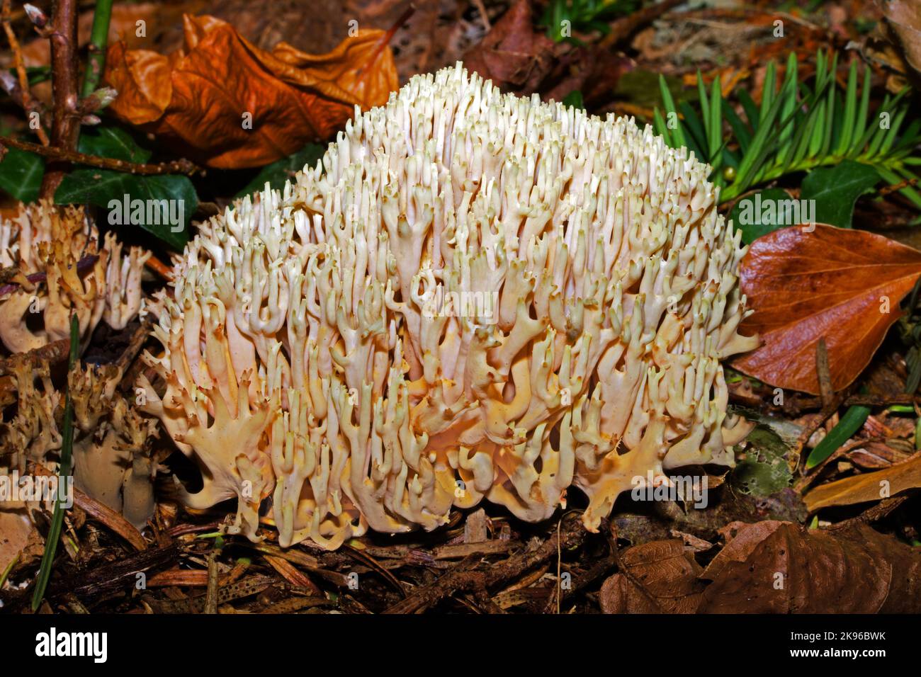 Ramaria cf stricta (strict-branch coral) has a cosmopolitan distribution growing on dead wood. Stock Photo