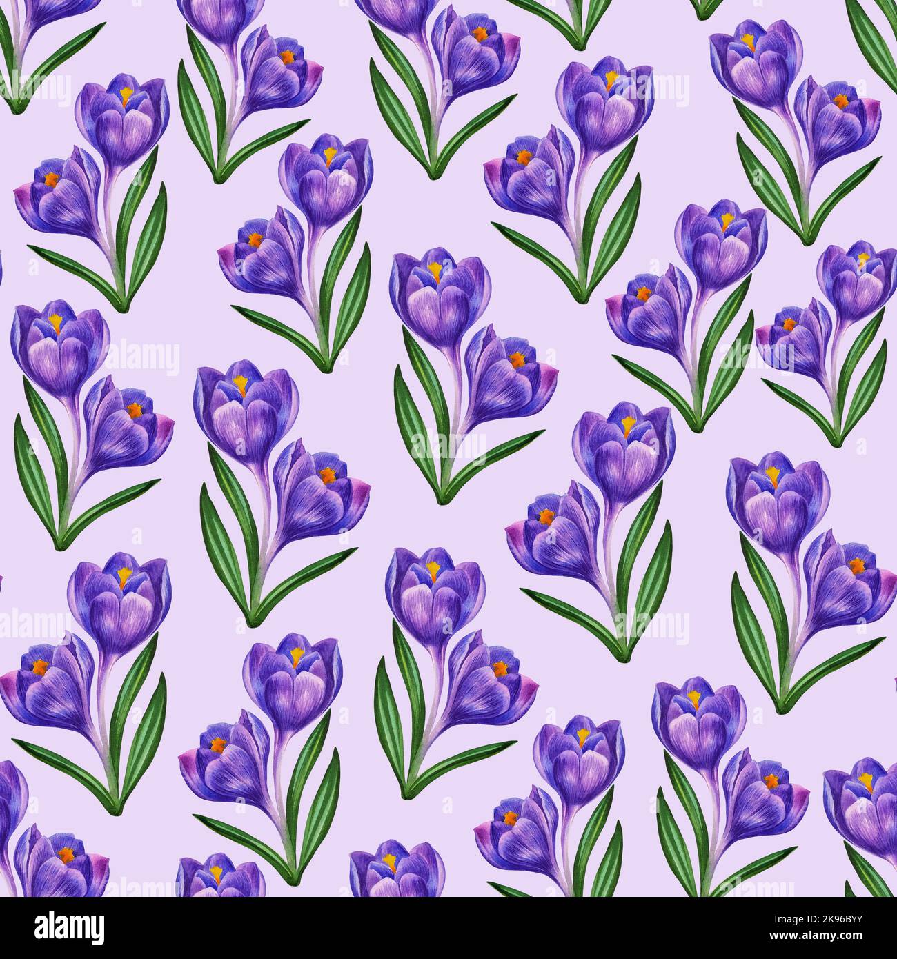 Crocus blue. Seamless pattern of spring flowers. Watercolor ...
