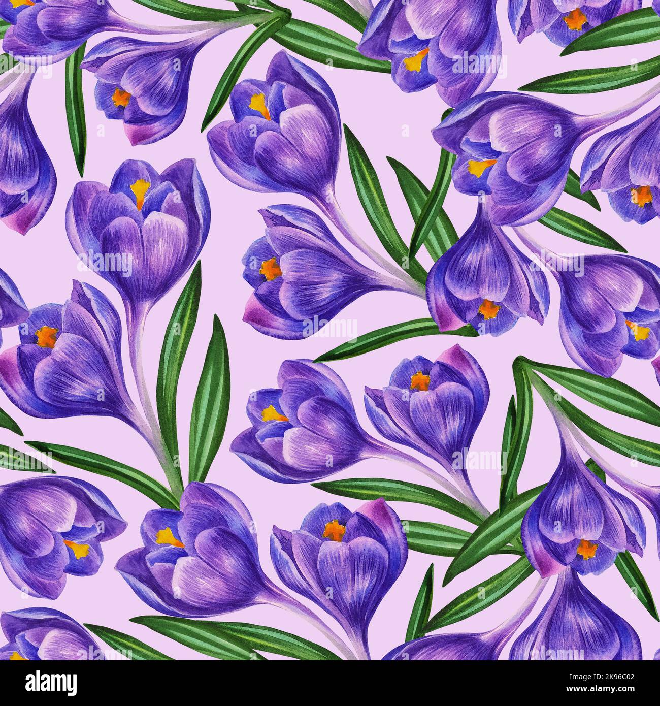 Crocus blue. Seamless pattern of spring flowers. Watercolor ...