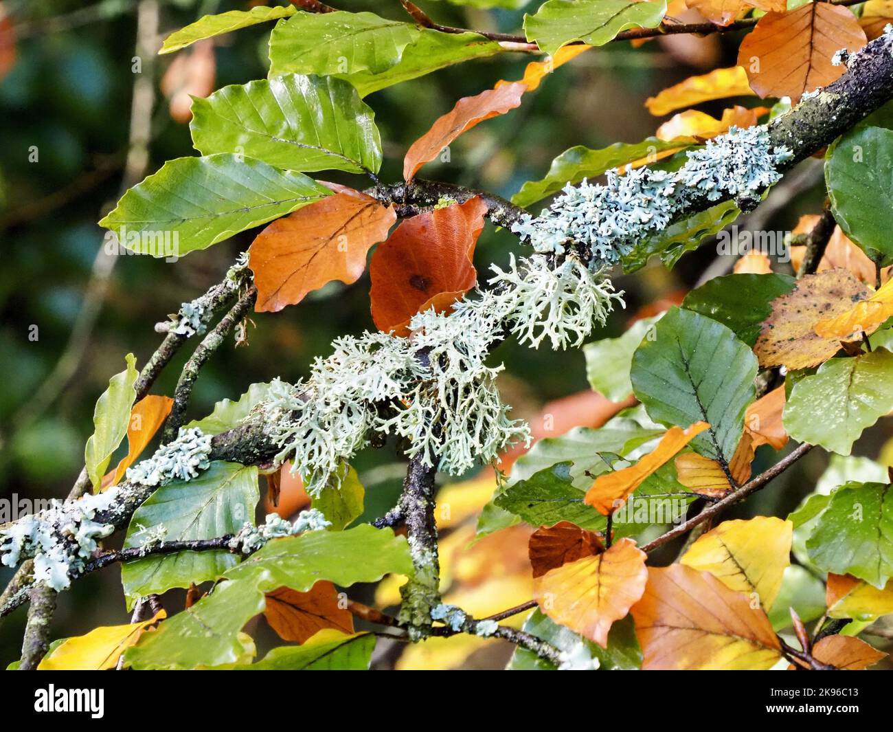 Lichen, Northern Ireland, UK Stock Photo