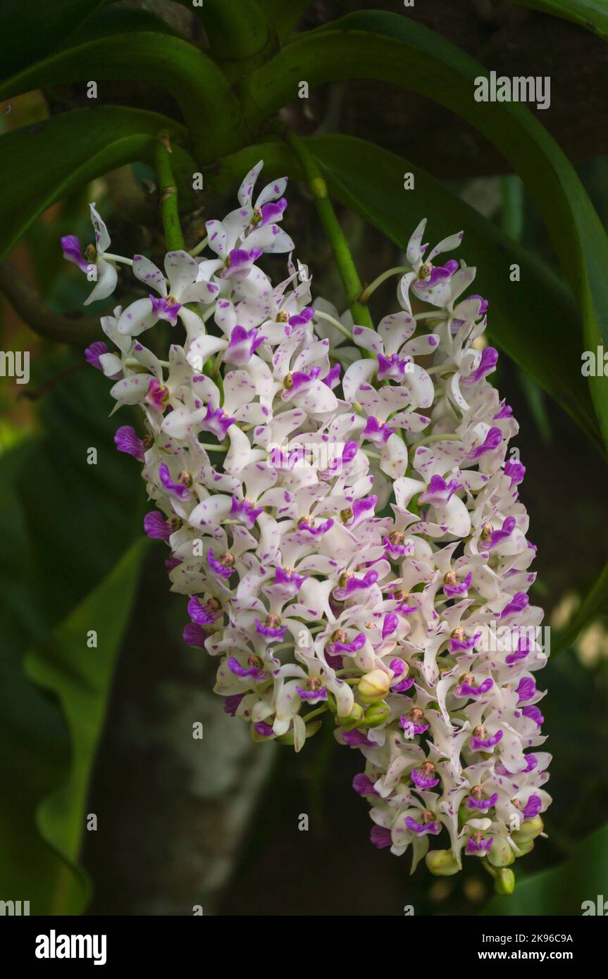 Closeup view of bright white and purple pink flowers of rhynchostylis gigantea epiphytic orchid species blooming outdoors on natural background Stock Photo