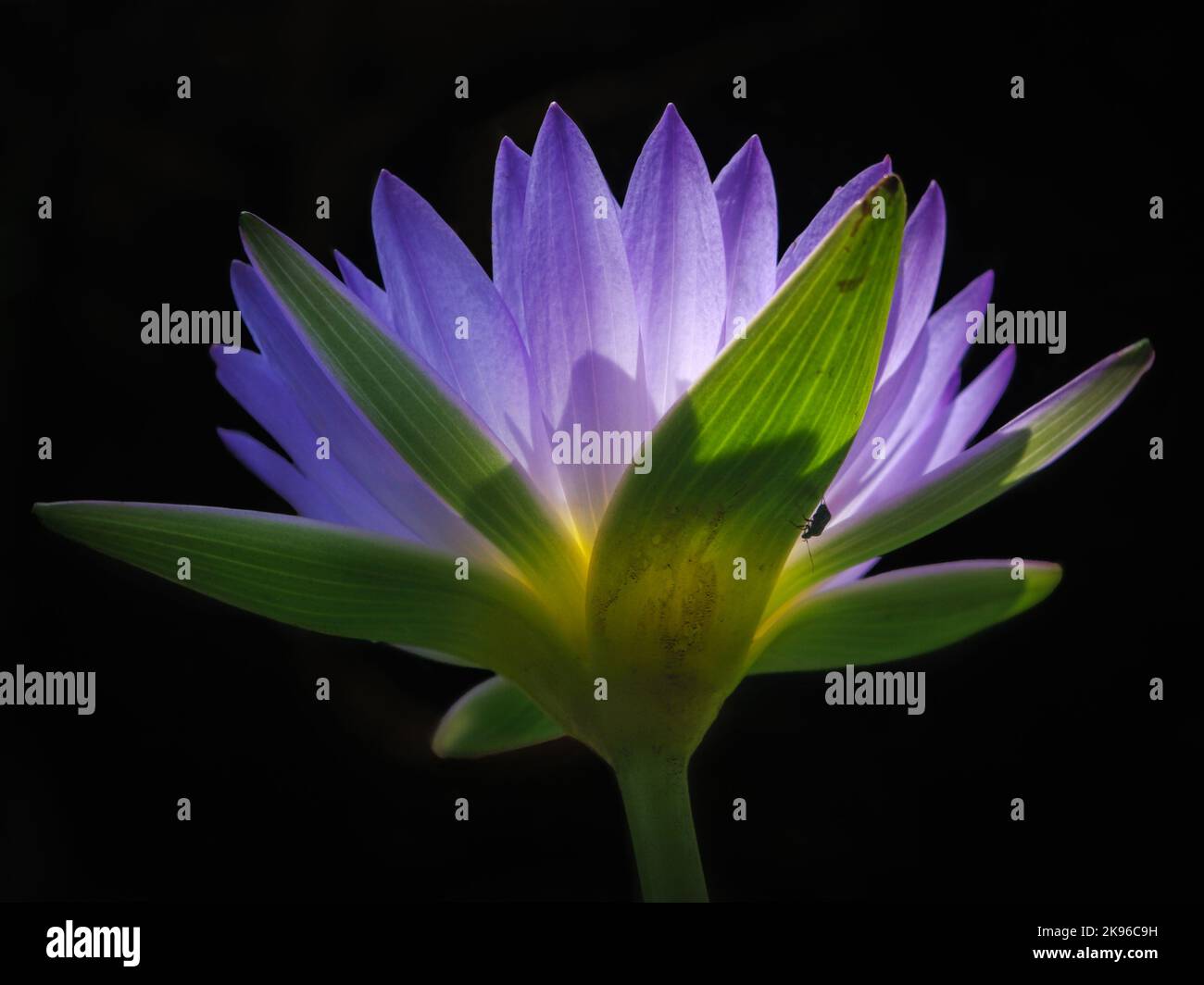 Closeup view of purple blue tropical water lily backlit flower blooming on black background Stock Photo