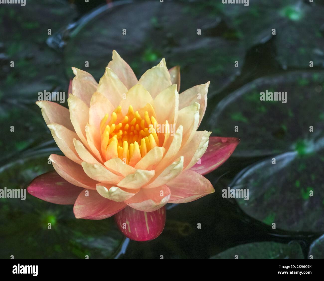 Closeup view of bright creamy orange pink water lily wanvisa nymphaea flower isolated outdoors on natural background Stock Photo